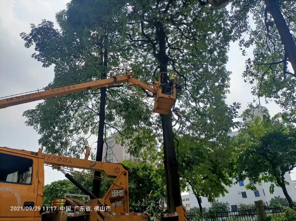 佛山高空树木大树枝条枝叶修剪