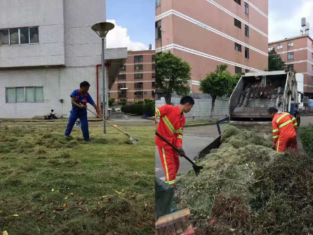 佛山大树移植的环境友好实践