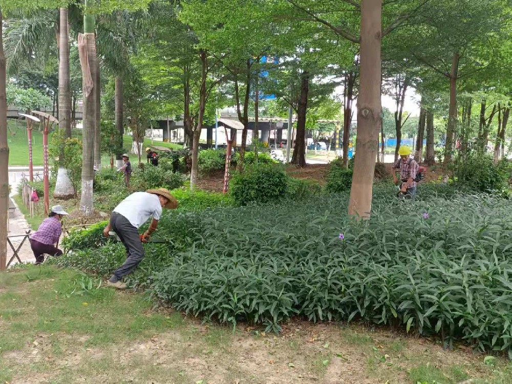 佛山大树移植的生态环境贡献