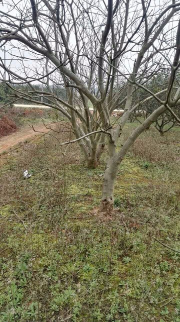 佛山学校校园绿化植物修剪资讯：天竺葵怎么能一年四季都开花呢？