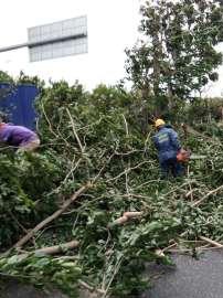 佛山学校校园绿化植物修剪资讯：四叶草是怎么养植的？